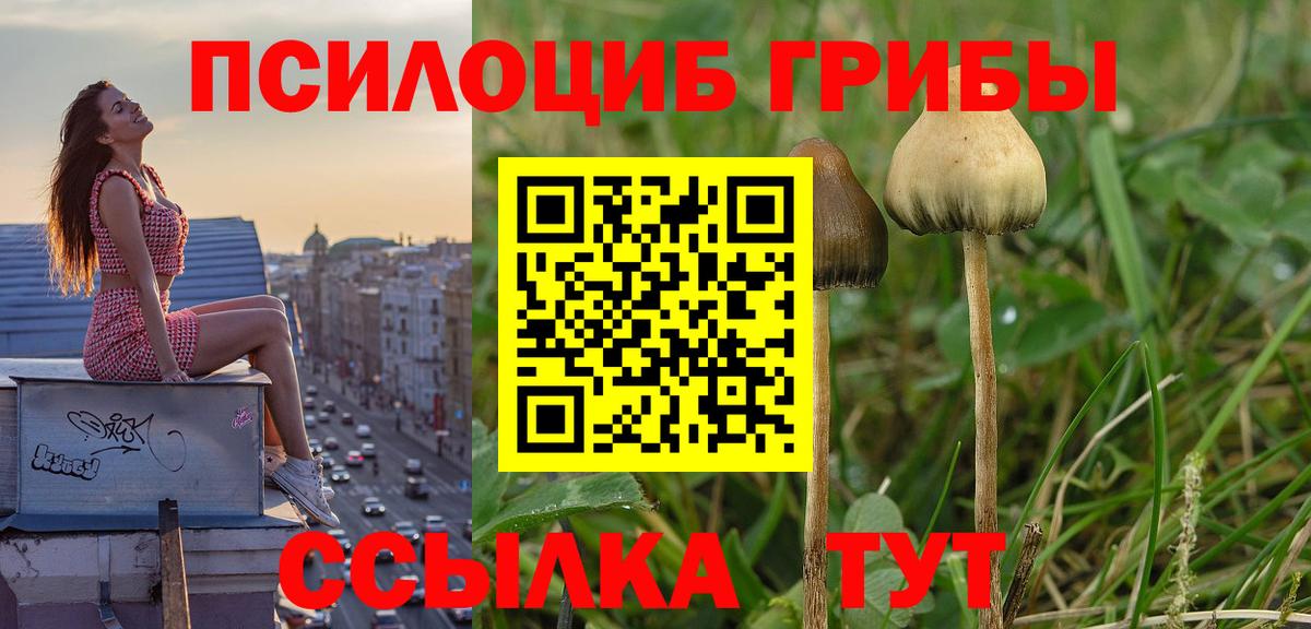 Гусев  Псилоцибиновые грибы Psilocybe  Вход с VPN 